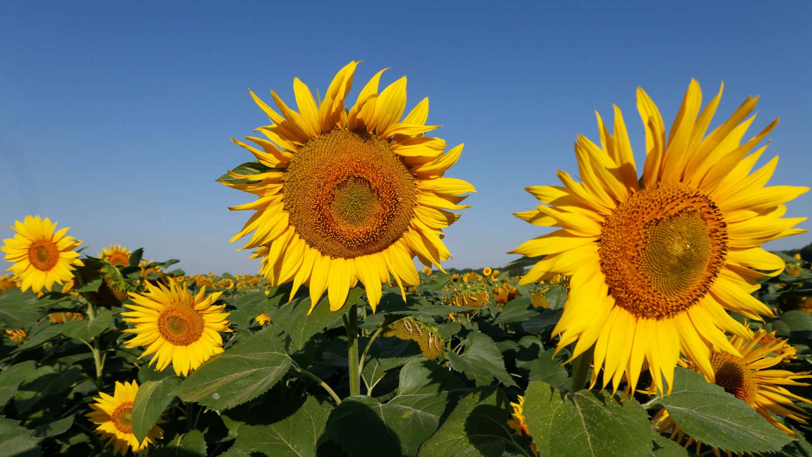Sunflowers in the Kiev region of Ukraine.