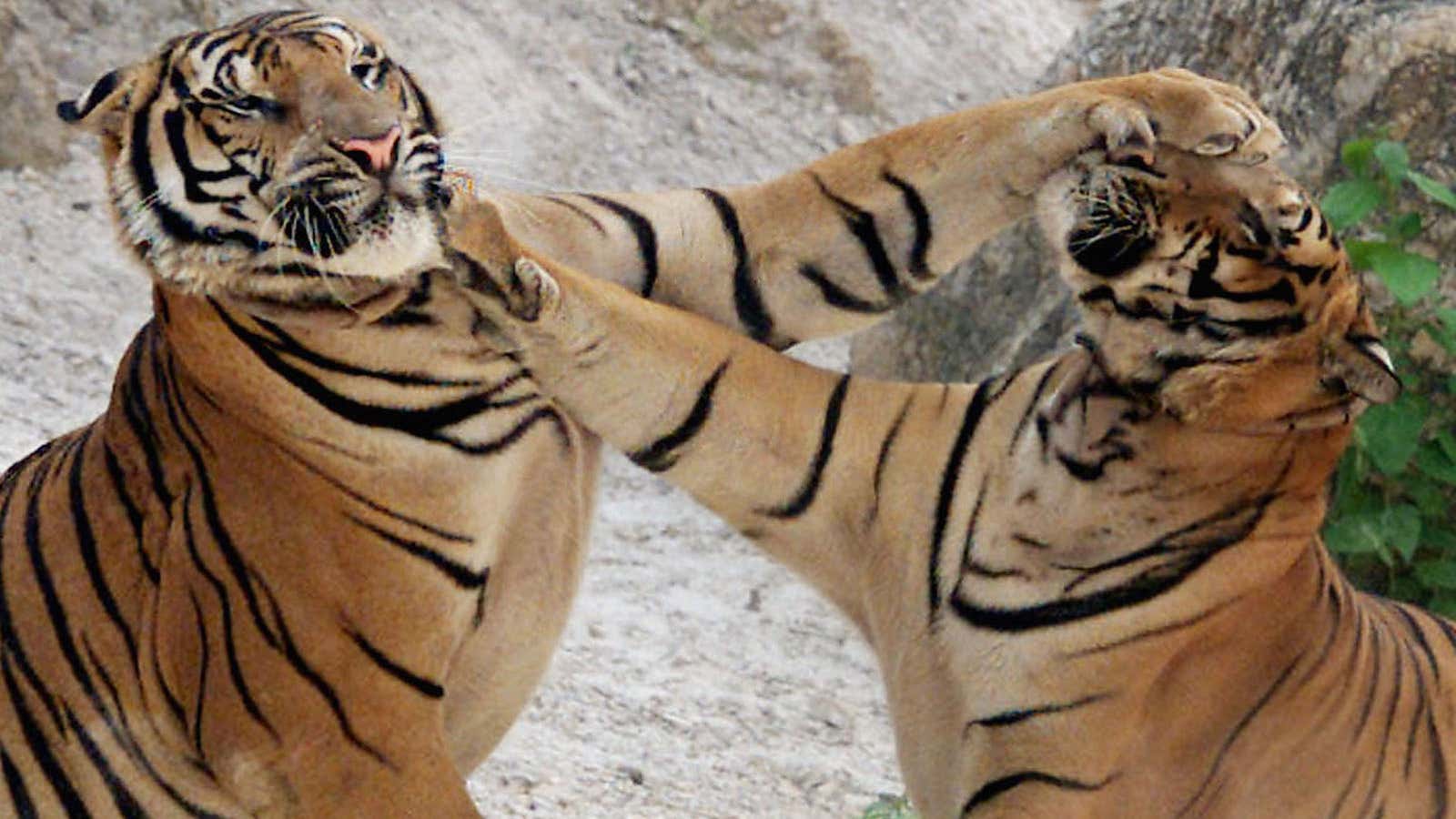 Asian Tigers fight at the Wat Pa Luangtabua Buddhist temple May 22, 2001, in the western Thai village of Sai Yok, where they are cared…