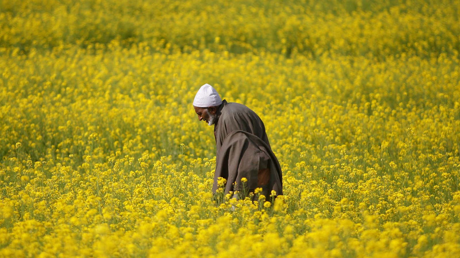 FILE PHOTO: A Kashmiri man walks through a mustard field on the outskirts of Srinagar April 11, 2013. REUTERS/Danish Ismail/File Photo