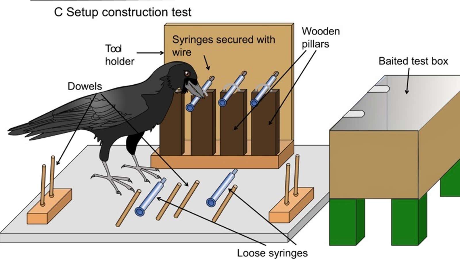 Four crows innovated tools to retrieve food.