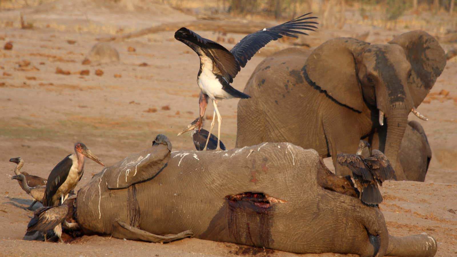 A marabou stork stands on an elephant carcass at a watering hole inside Hwange National Park, in Zimbabwe, Oct. 23, 2019.
