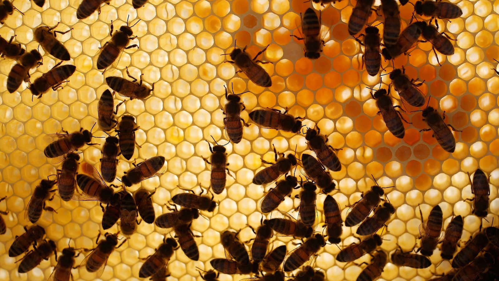 Bees live in complex environments, and make lots of decisions every day that are crucial for survival.
