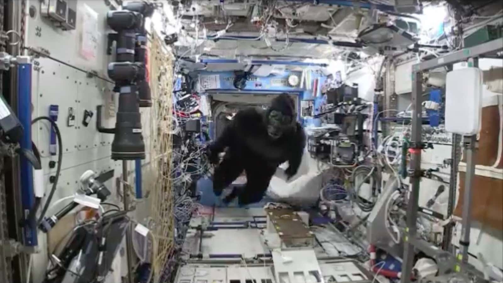 Watch out for the space gorilla!