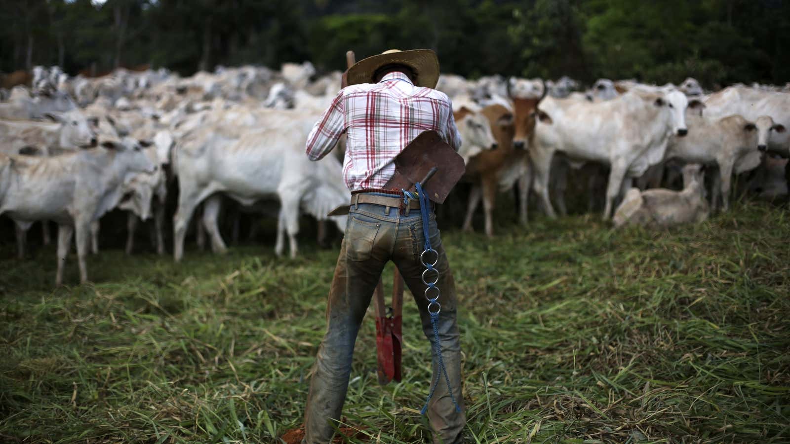 As much as 80% of Amazon deforestation is due to cattle ranching.