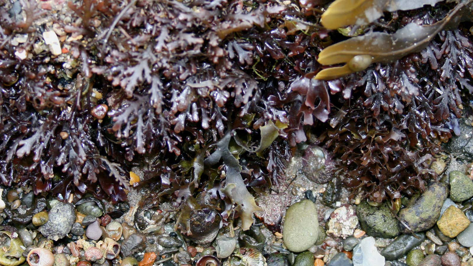 A farmed version of this wild seaweed could be coming to an omelette near you.