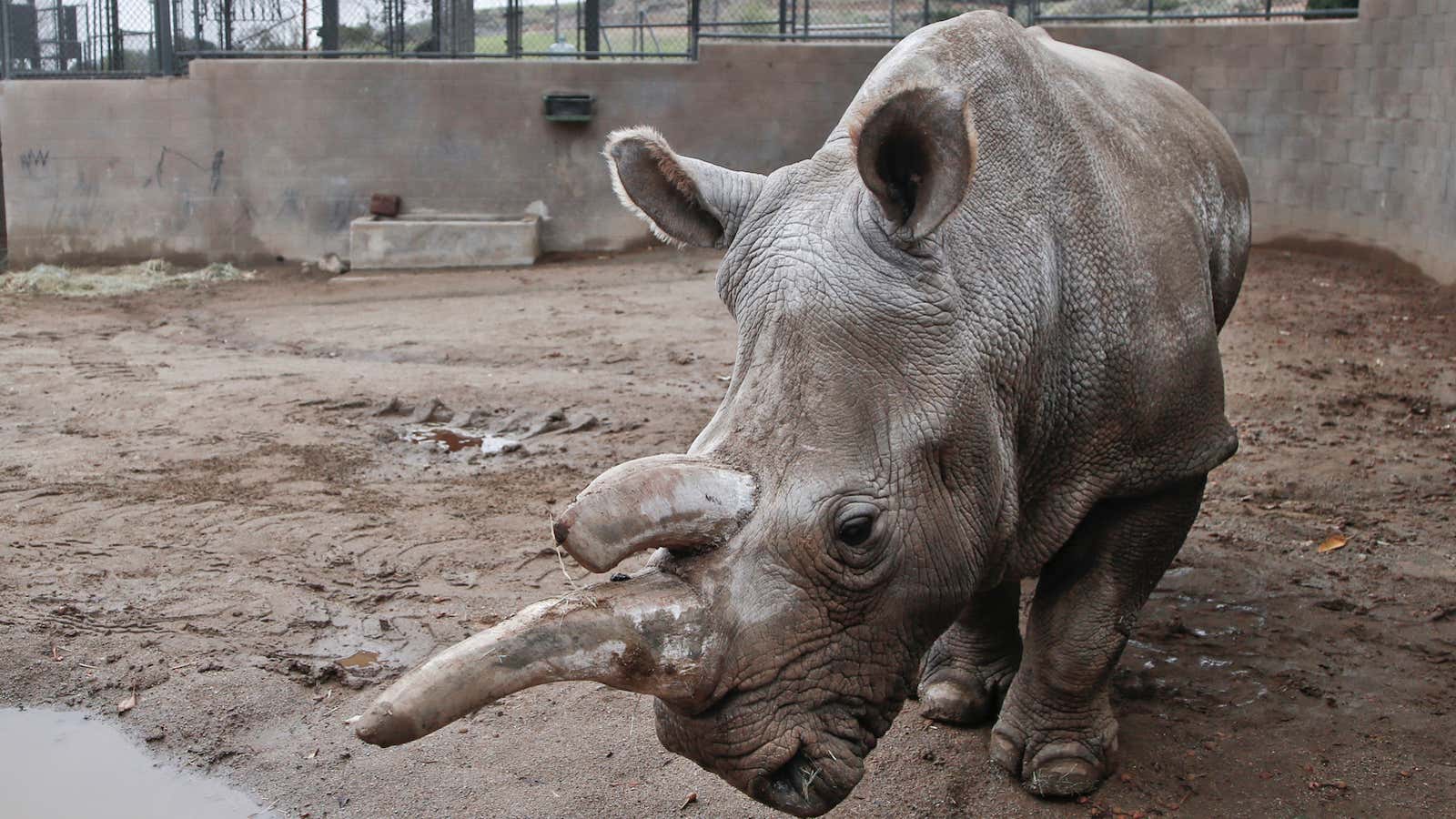 Nola was put down at the San Diego Zoo after health complications.