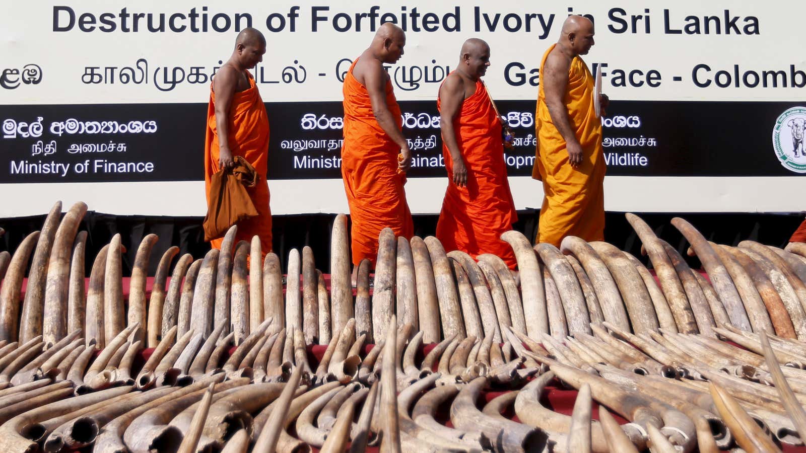 Buddhist monks and blood ivory.