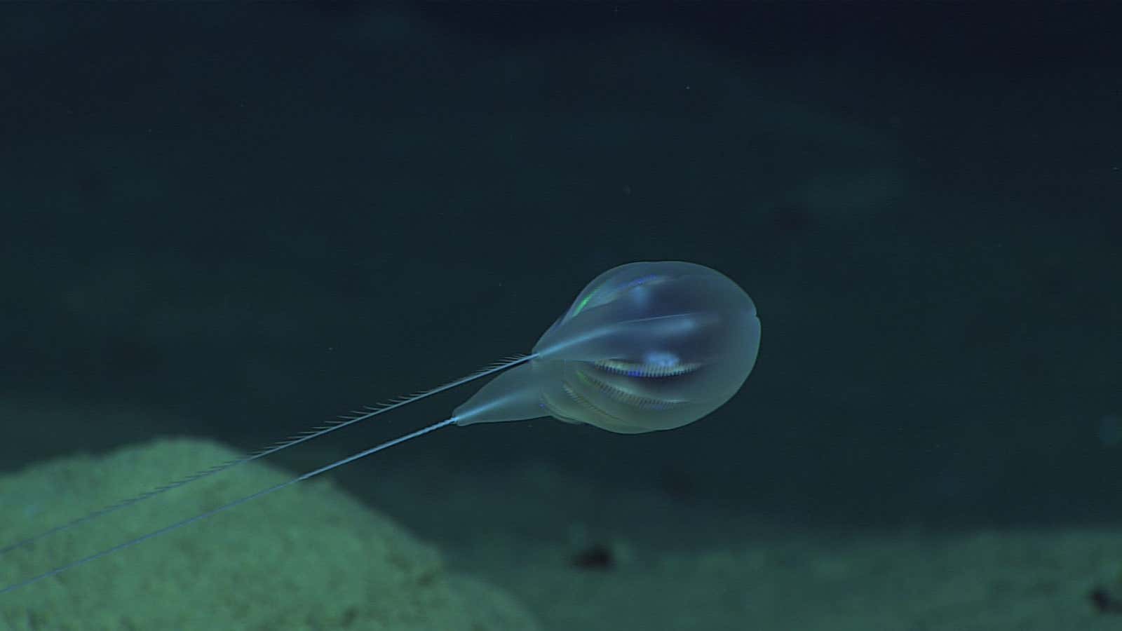 Scientists believe this deep sea ctenophore is a new species.