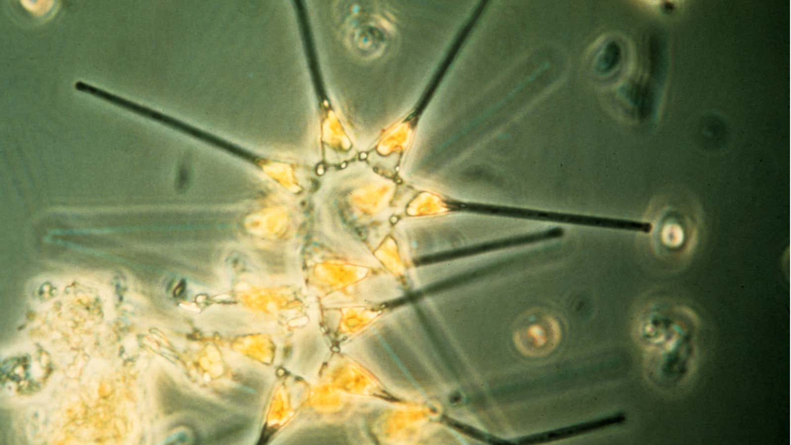 Phytoplankton: out to save the planet?