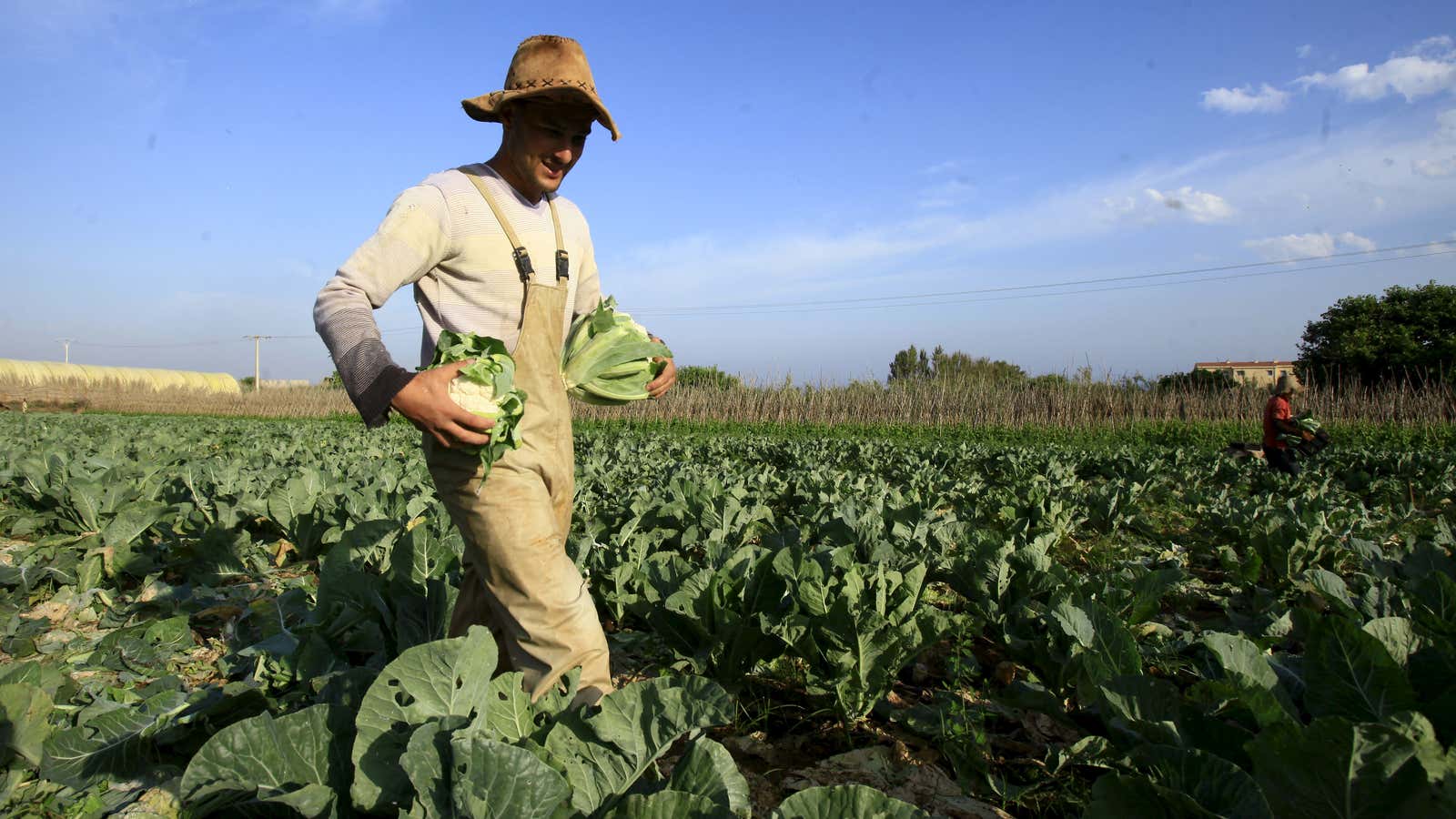 A farmer harvests cauliflowers.
