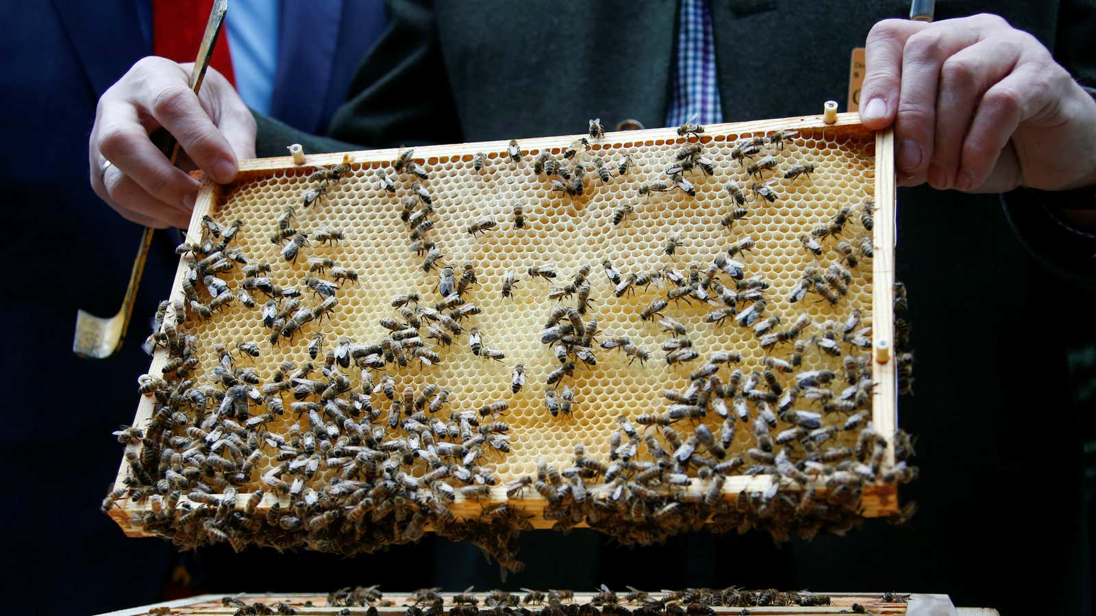 It’s more bad news for honey bees.