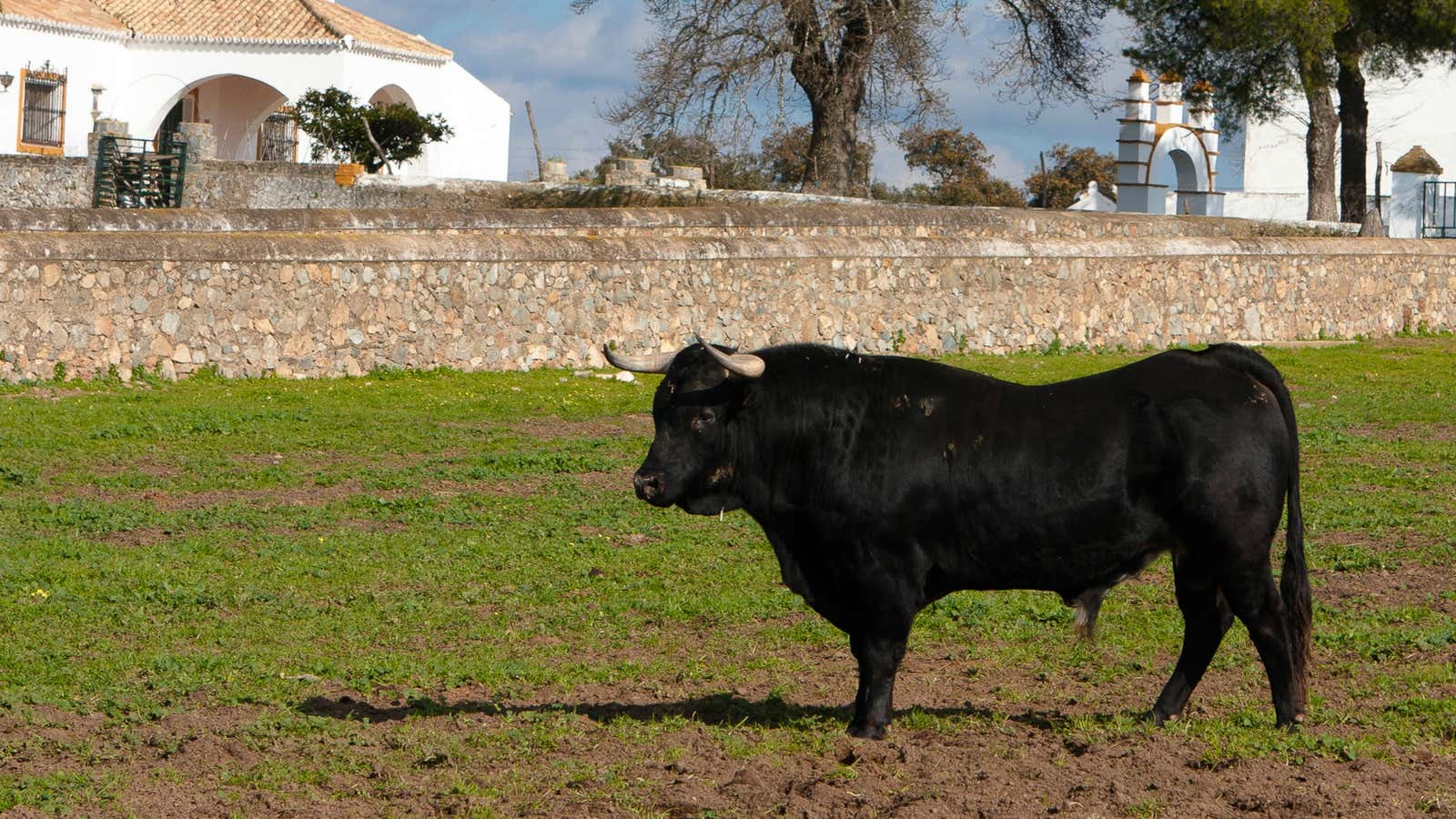 A bull roams in a ranch just outside of Seville.