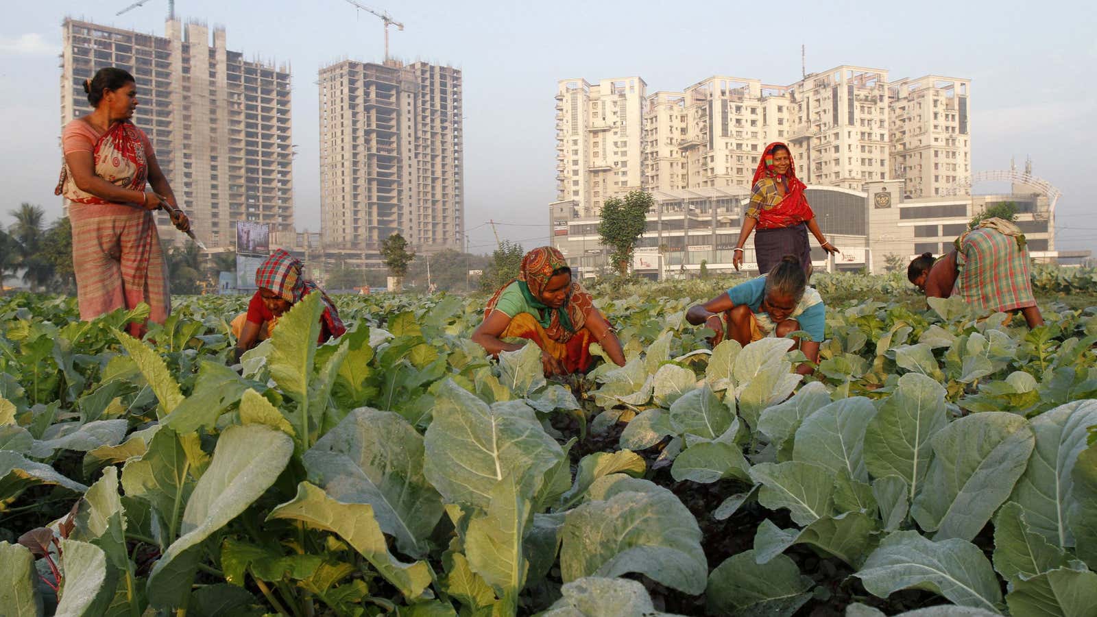 Urban farming, Kolkata-style.