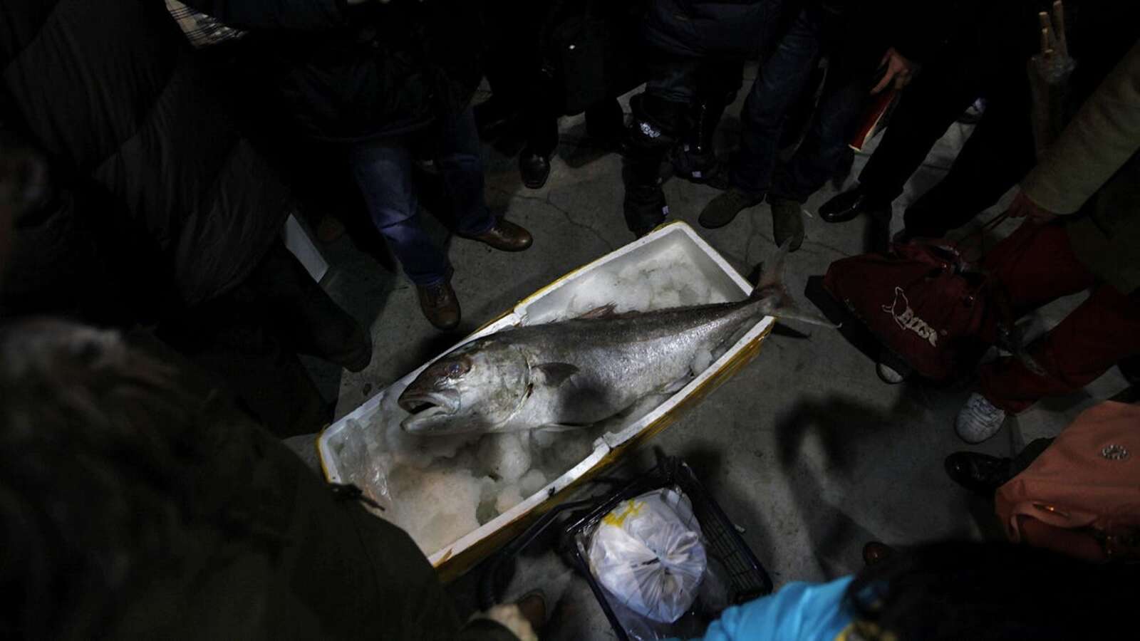 Deep-sea fish like this one are critical for storing carbon deep in the ocean.