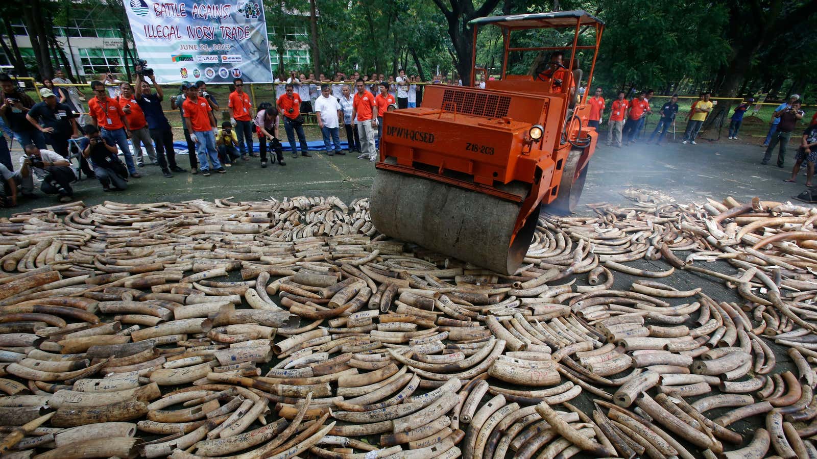 Crushing the illegal trade in elephant tusks.