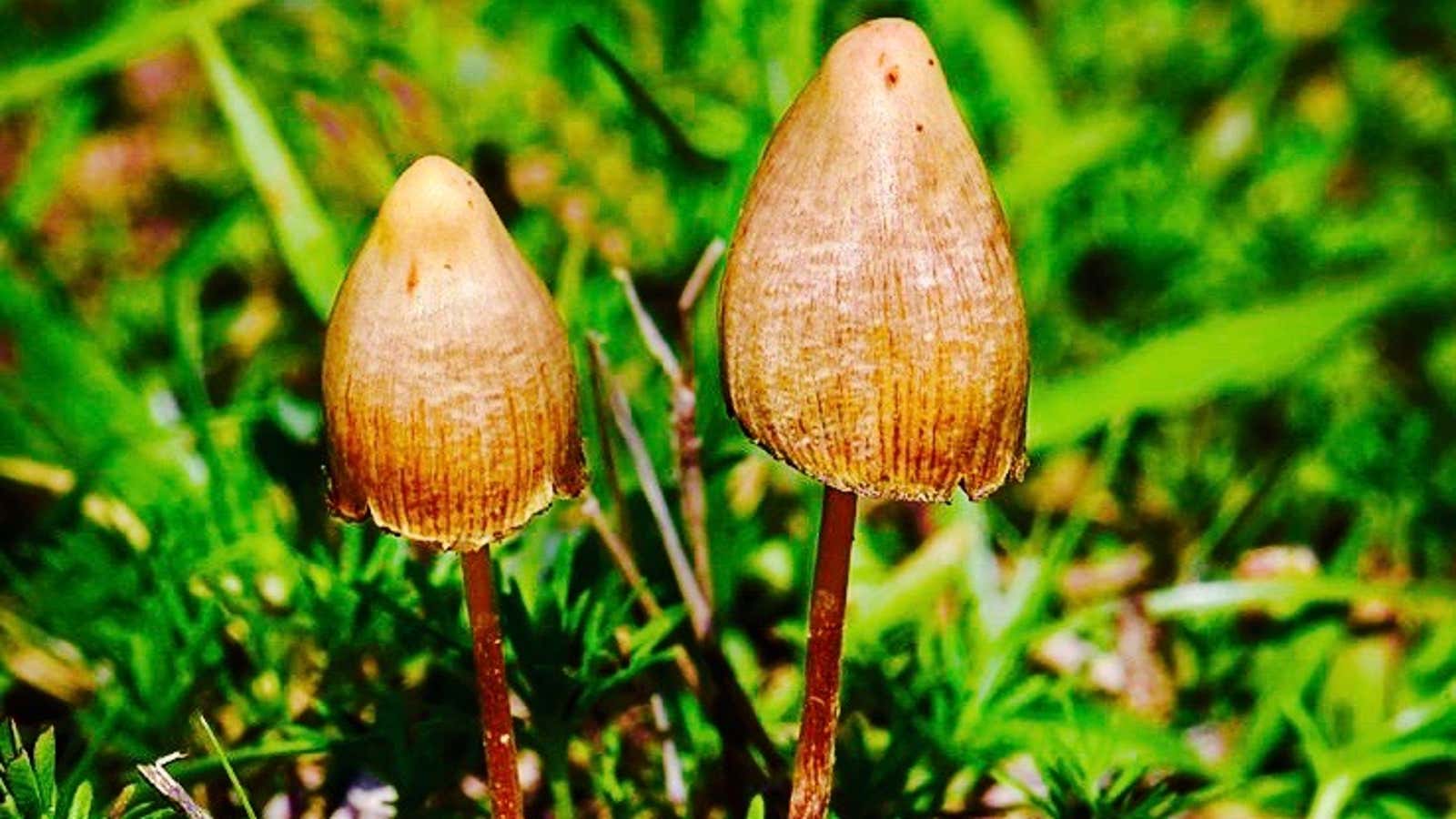 This mushroom contains properties that can help you sense your relationship to this mushroom.