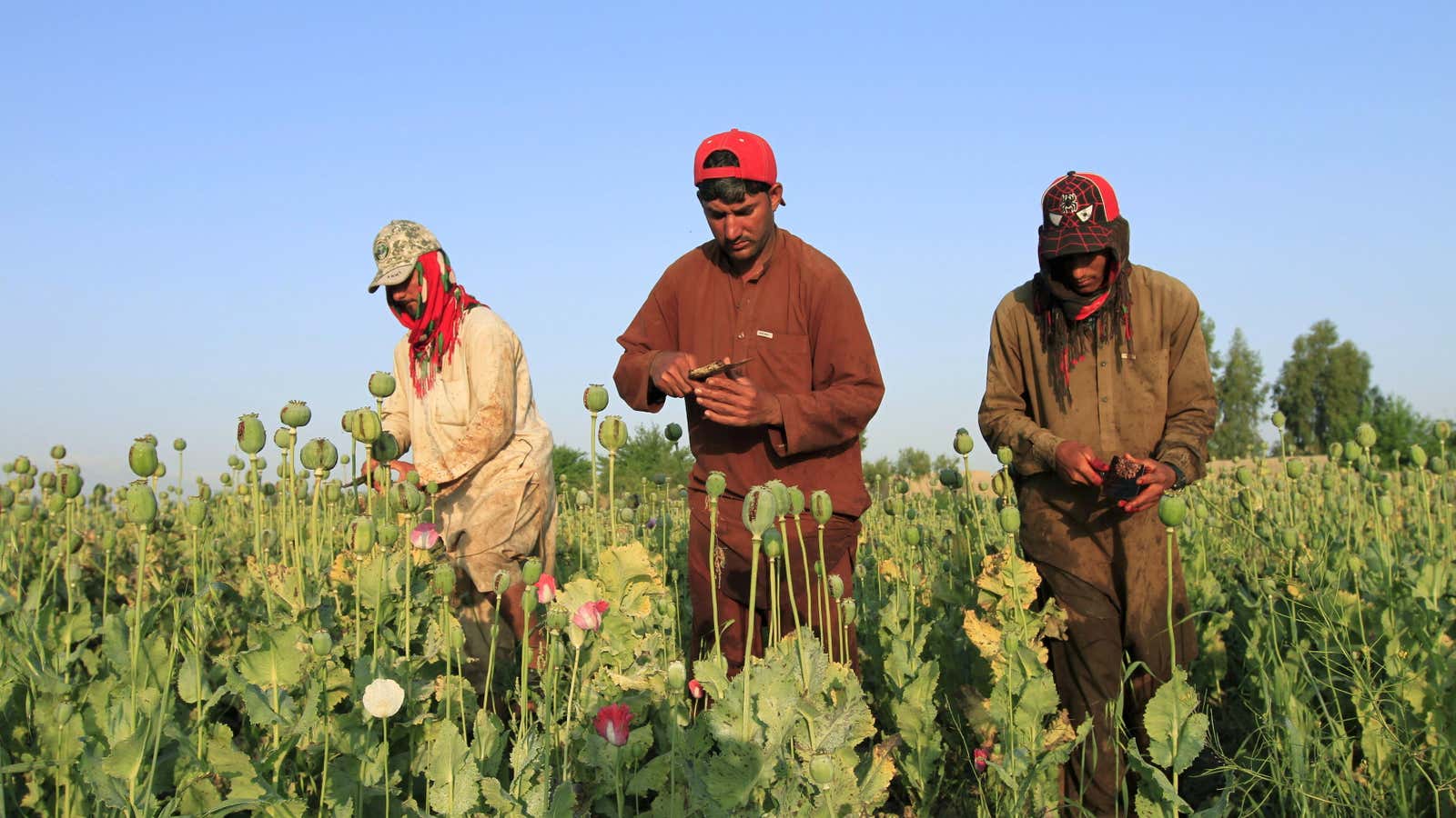 Afghan men gather raw opium.