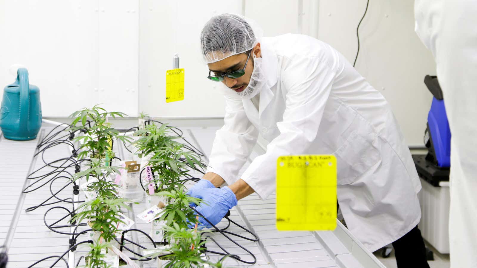 The Colorado State University program aims to prepare students to work in cannabis labs.
