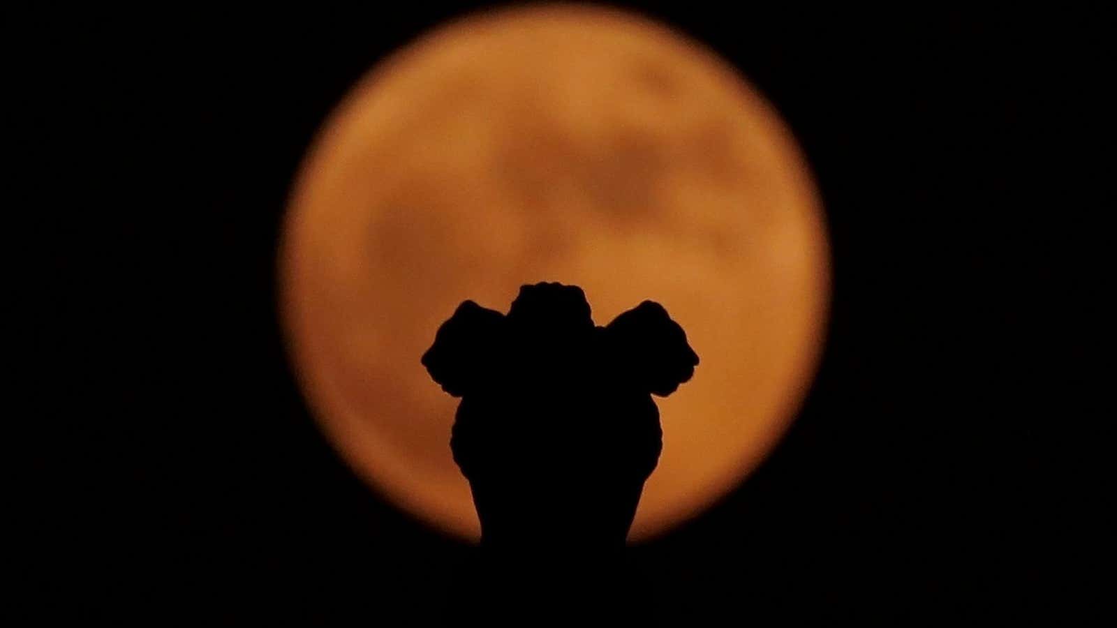 India’s national emblem is seen in front of the supermoon in New Delhi, India November 14, 2016. REUTERS/Adnan Abidi – RTX2TLON