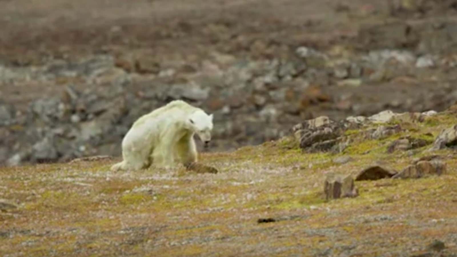 Paul Nicklen’s video of a starving polar bear is a stark reminder.