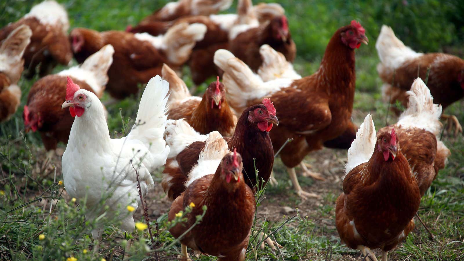 Free-range chickens are facing global bird flu lockdowns