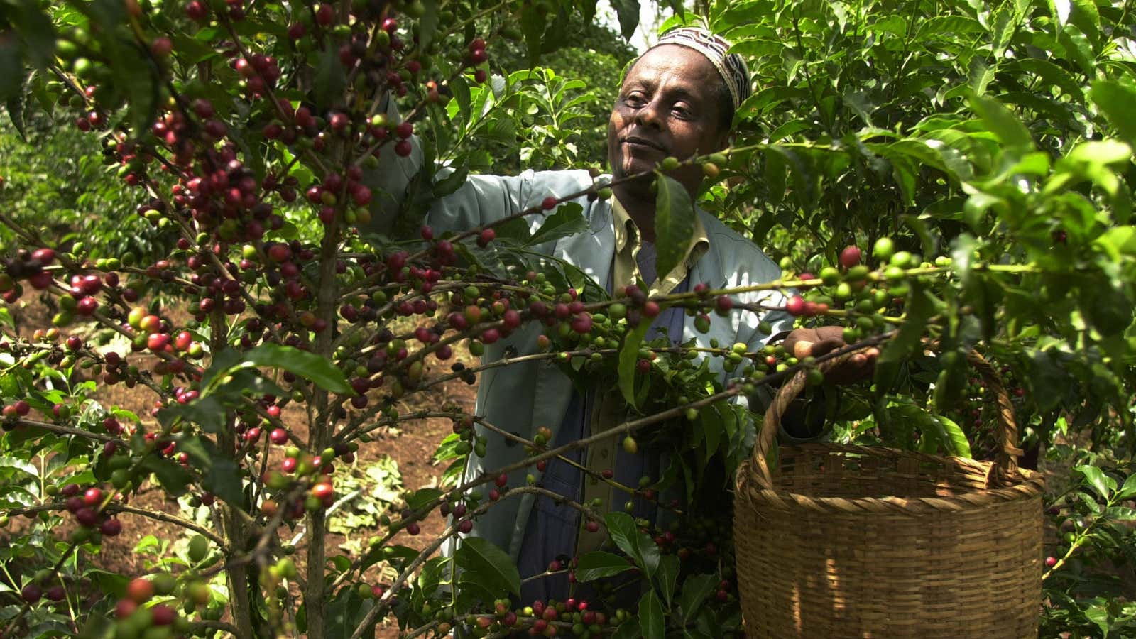 As many as 15 million Ethiopian farmers depend on coffee farming.