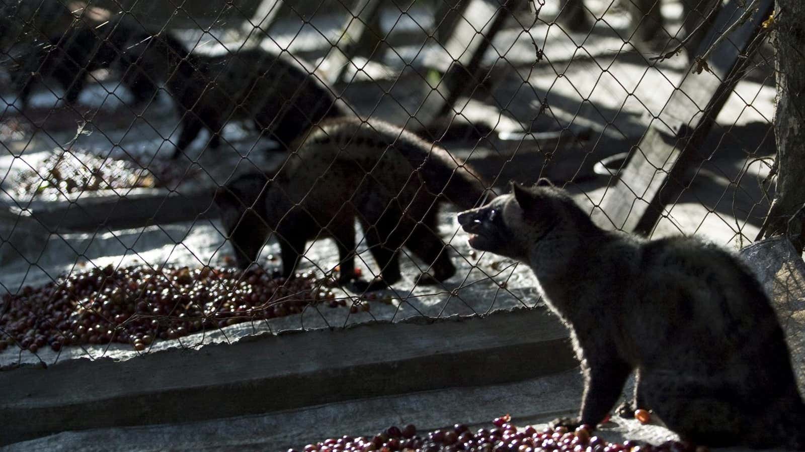 Caged palm civets eating Arabica coffee cherries in a coffee plantation in Indonesia’s East Java province.
