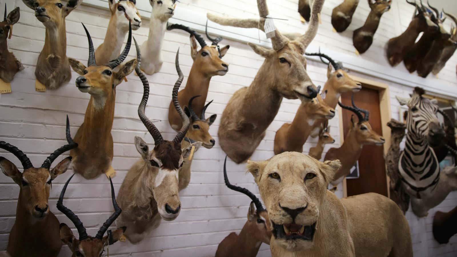 Animal trophies are seen at the entrance of a taxidermy studio in Pretoria, South Africa.