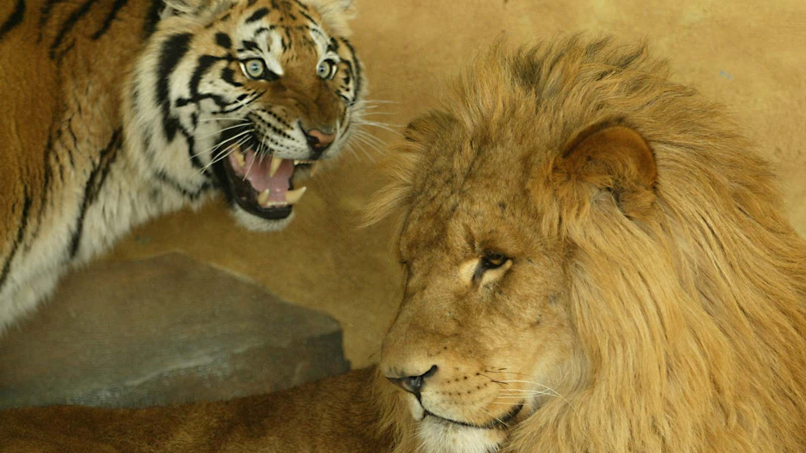 Female tiger Dima (L) roars at Male lion Kaser at Jordan’s Zoo near Amman April 13, 2004. The Amman Zoo director said on Tuesday that…