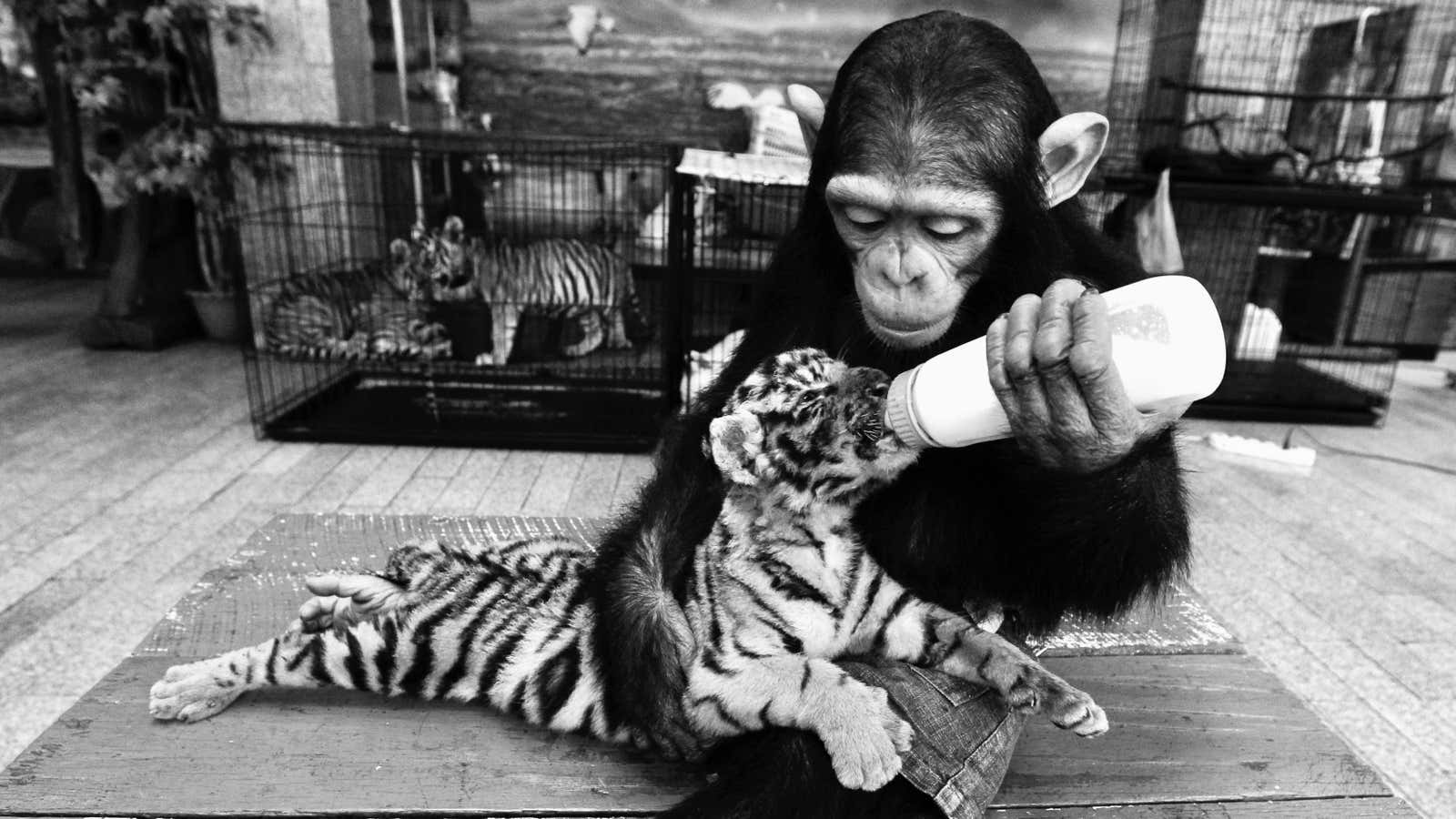 A two-year-old chimpanzee feeds milk to a 60-day-old tiger cub in Thailand.
