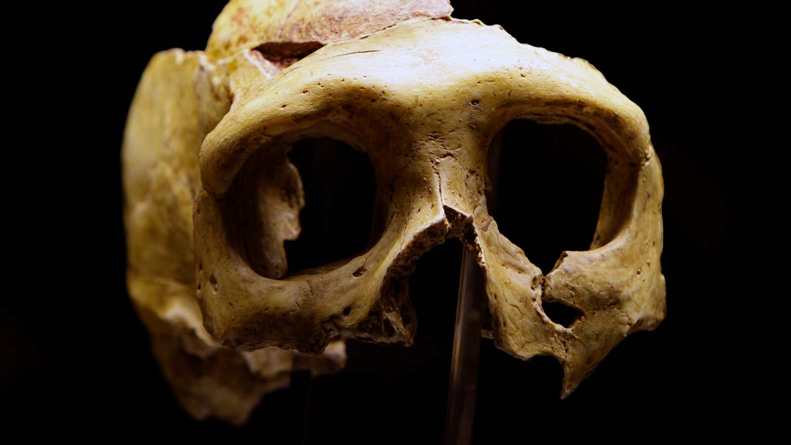 A replica of a Neanderthal skull.