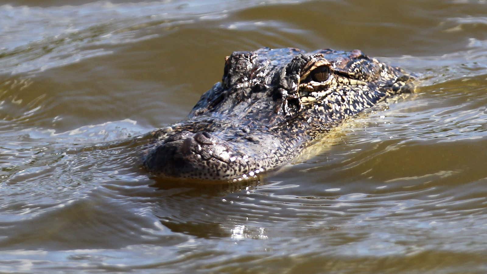 Alligators could be coming soon to a beach near you.