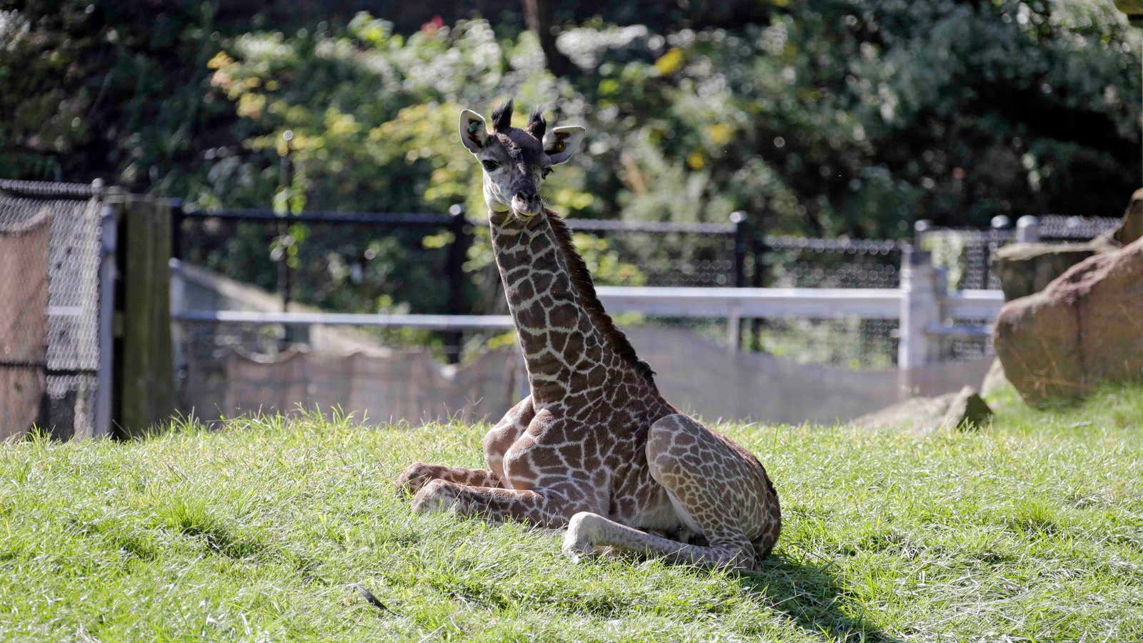 Giraffes: Heartless creatures?