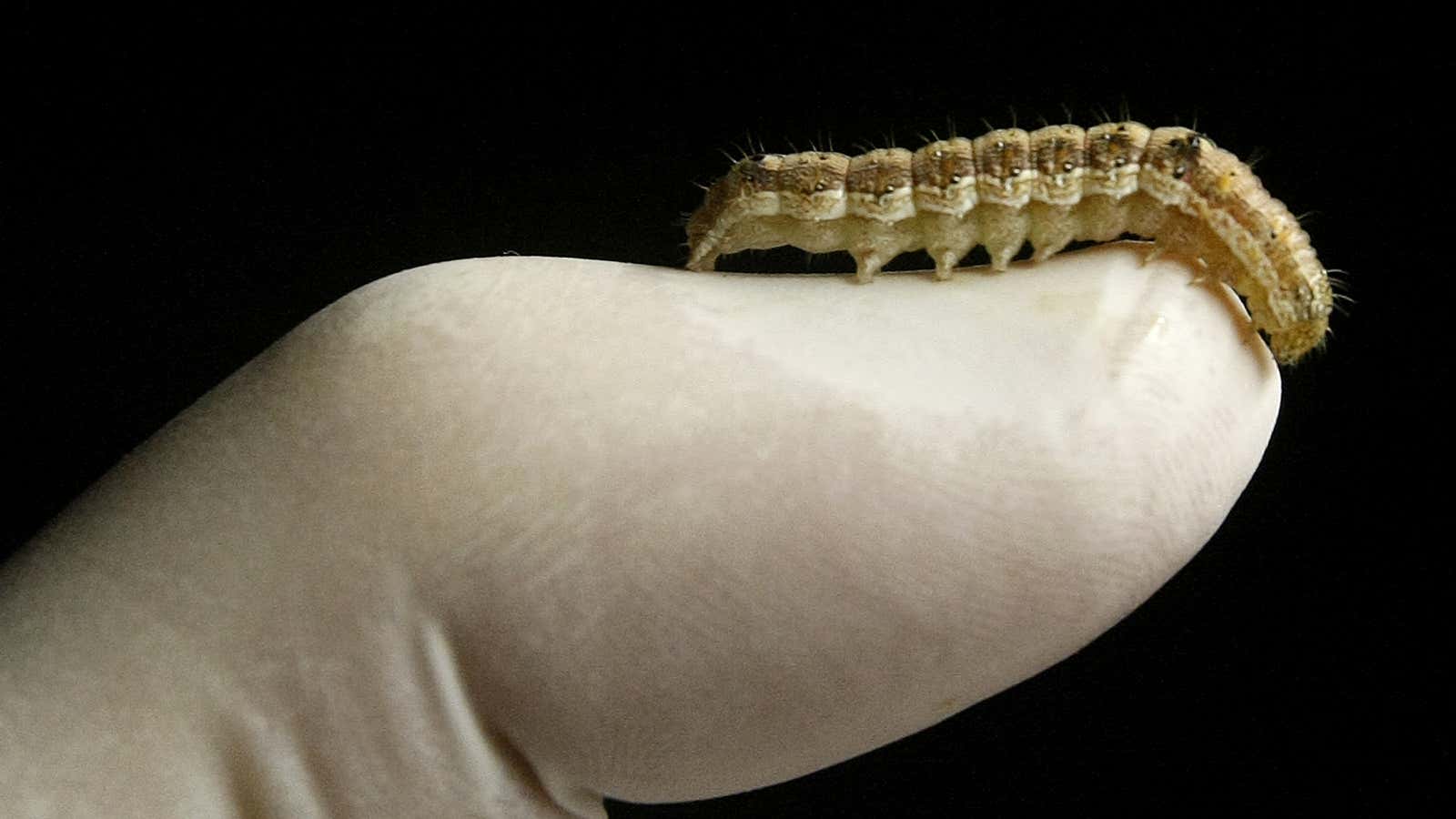Monsanto’s big opportunity is this caterpillar and its big appetite.