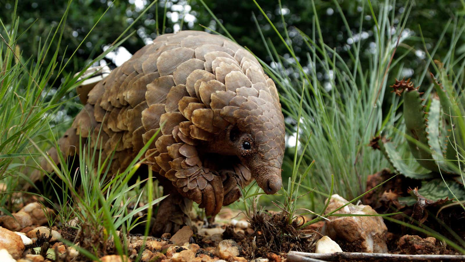 Pangolins are sold in China’s wildlife markets.