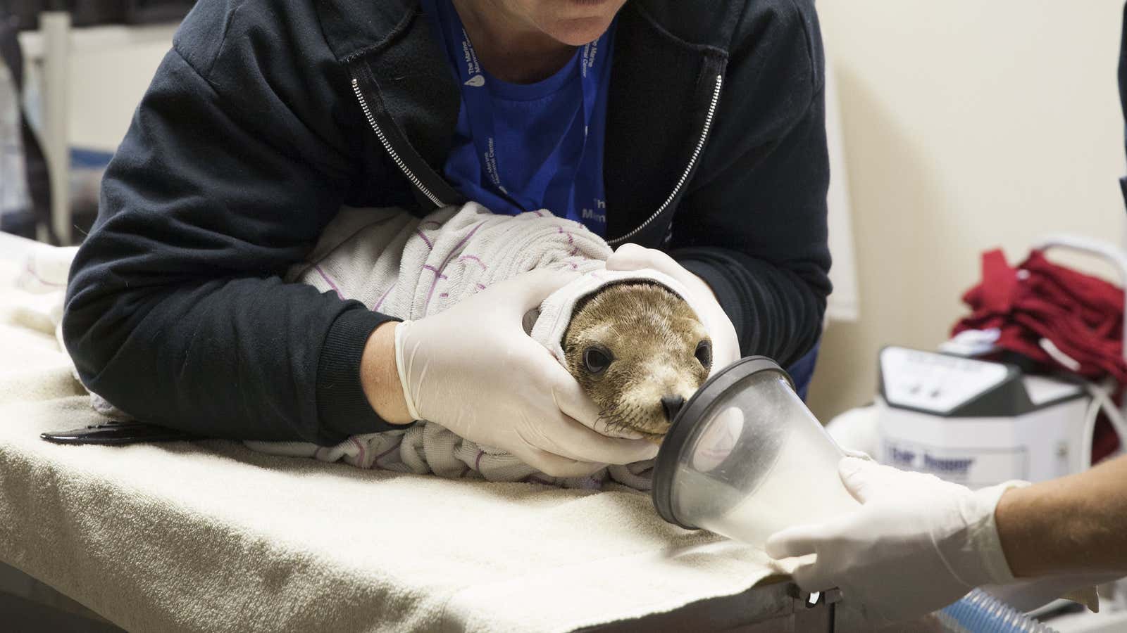 Staff veterinarians prepare to sedate a malnourished and dehydrated sea lion pup that had been found stranded along the northern California coast.