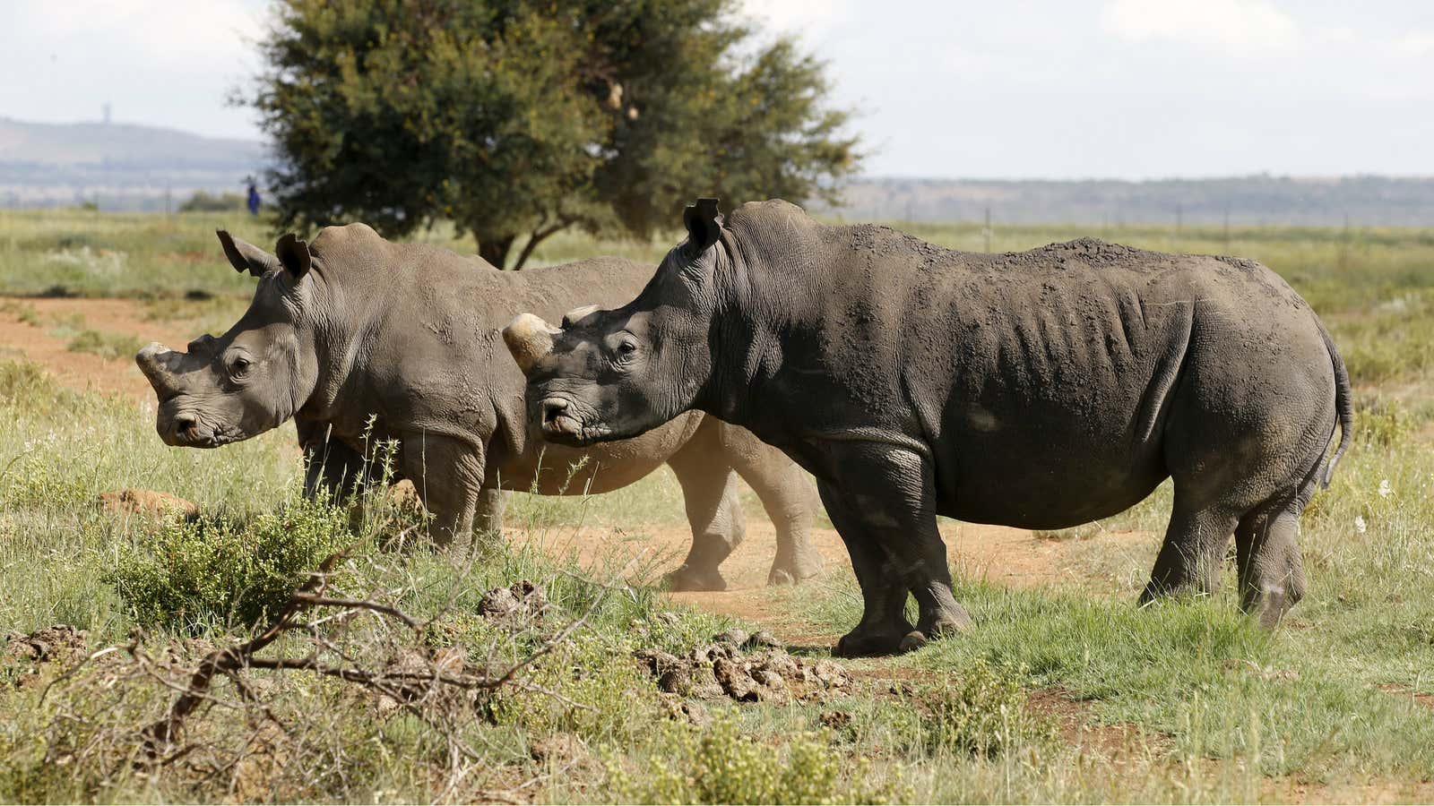 Behold the Australian-African rhino.