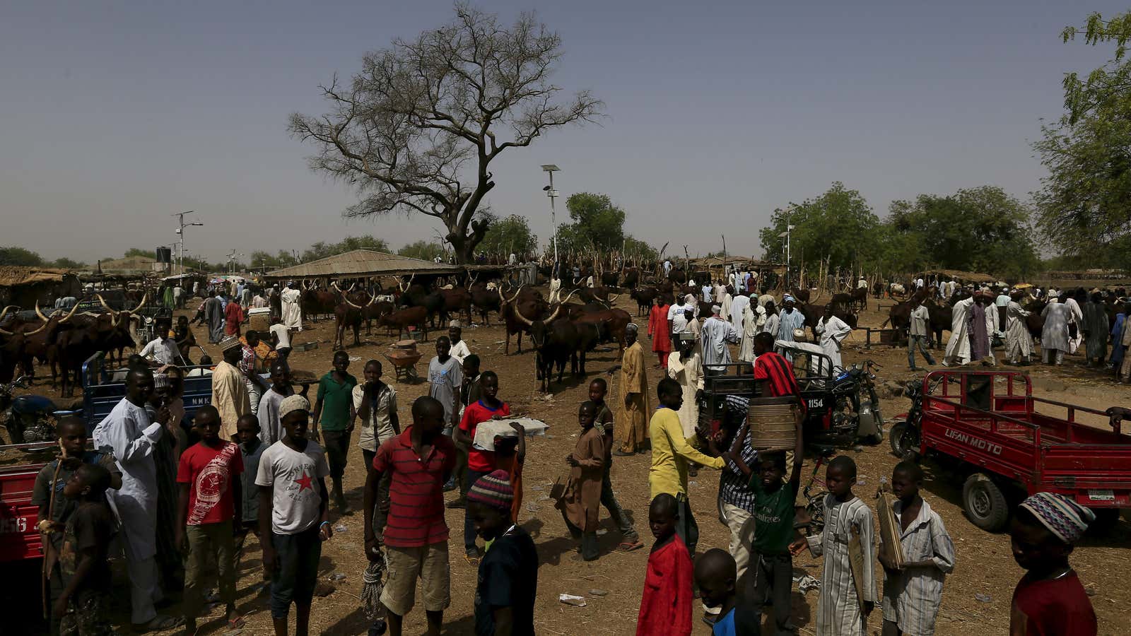 People gather at the cattle market in Maiduguri, northeast Nigeria which is starting to recover from years of Boko Haram insurgency.