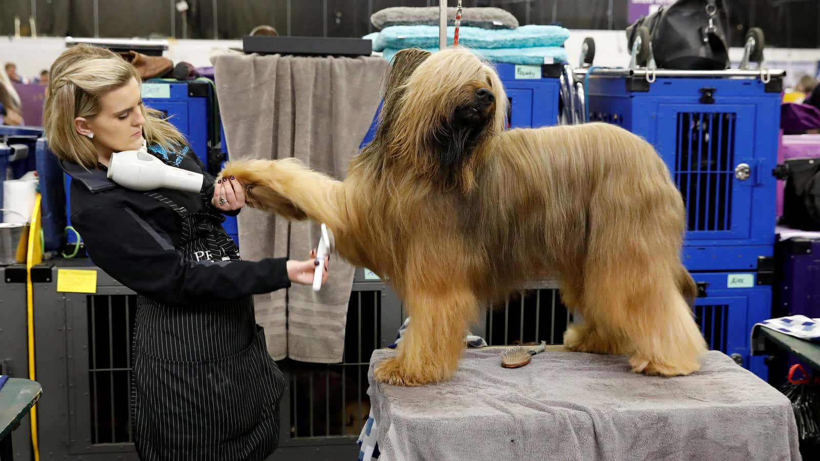 Jambo, a Briard, getting handsome for competition at the 2018 Westminster Kennel Club Dog Show.