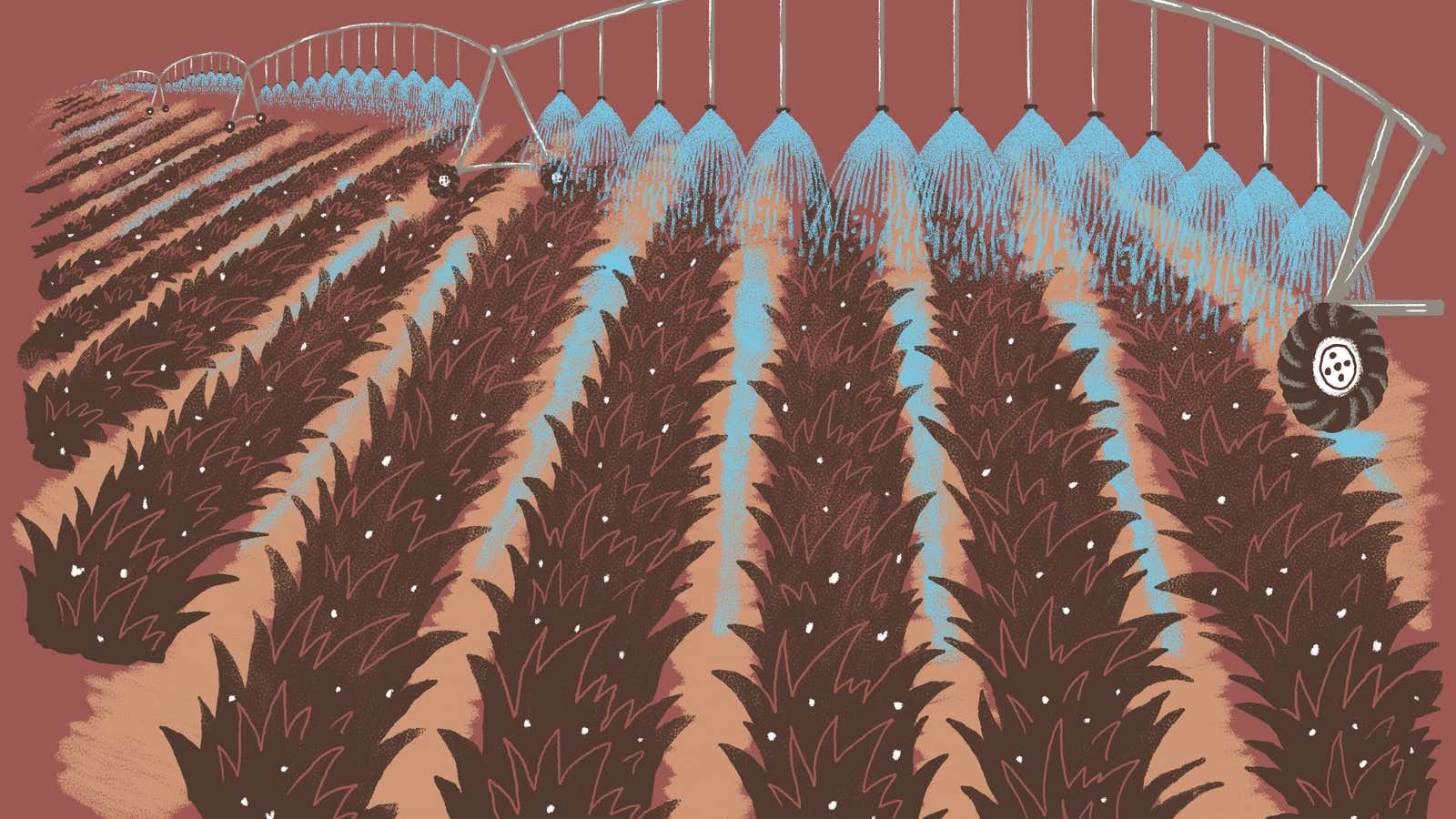 Illustration of irrigated fields in South Texas.