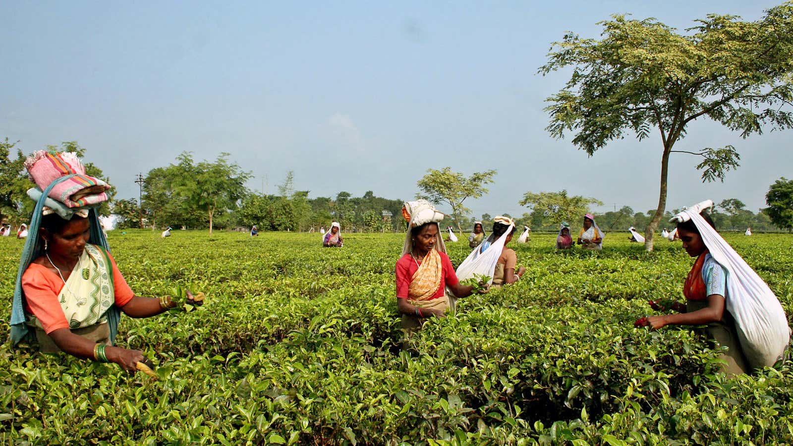 Late monsoons have led to meager tea pickings in India.