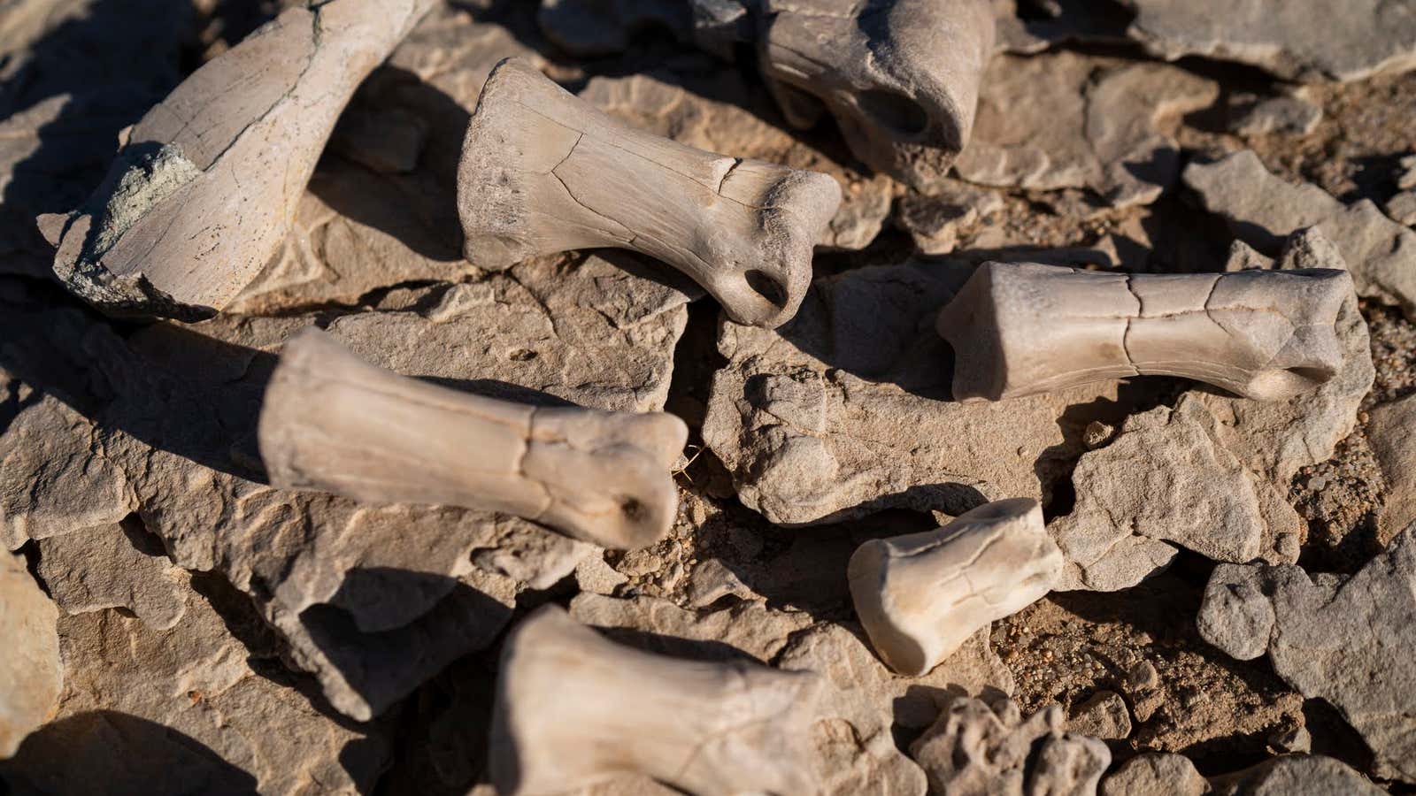 Bones found by drones.