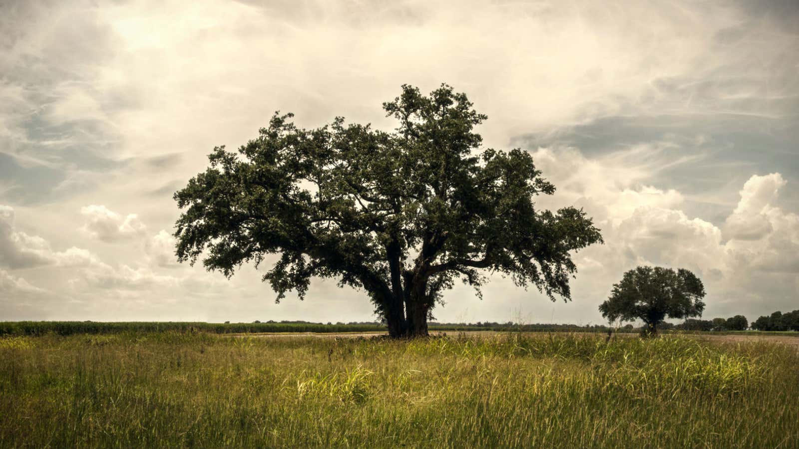 The tree in Vacherie, Louisana  that set the plot of True Detective in motion.