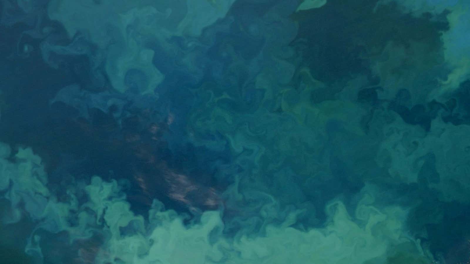 When tiny plant-like organisms float to the surface of the ocean, the result looks like a painting, on a global scale.