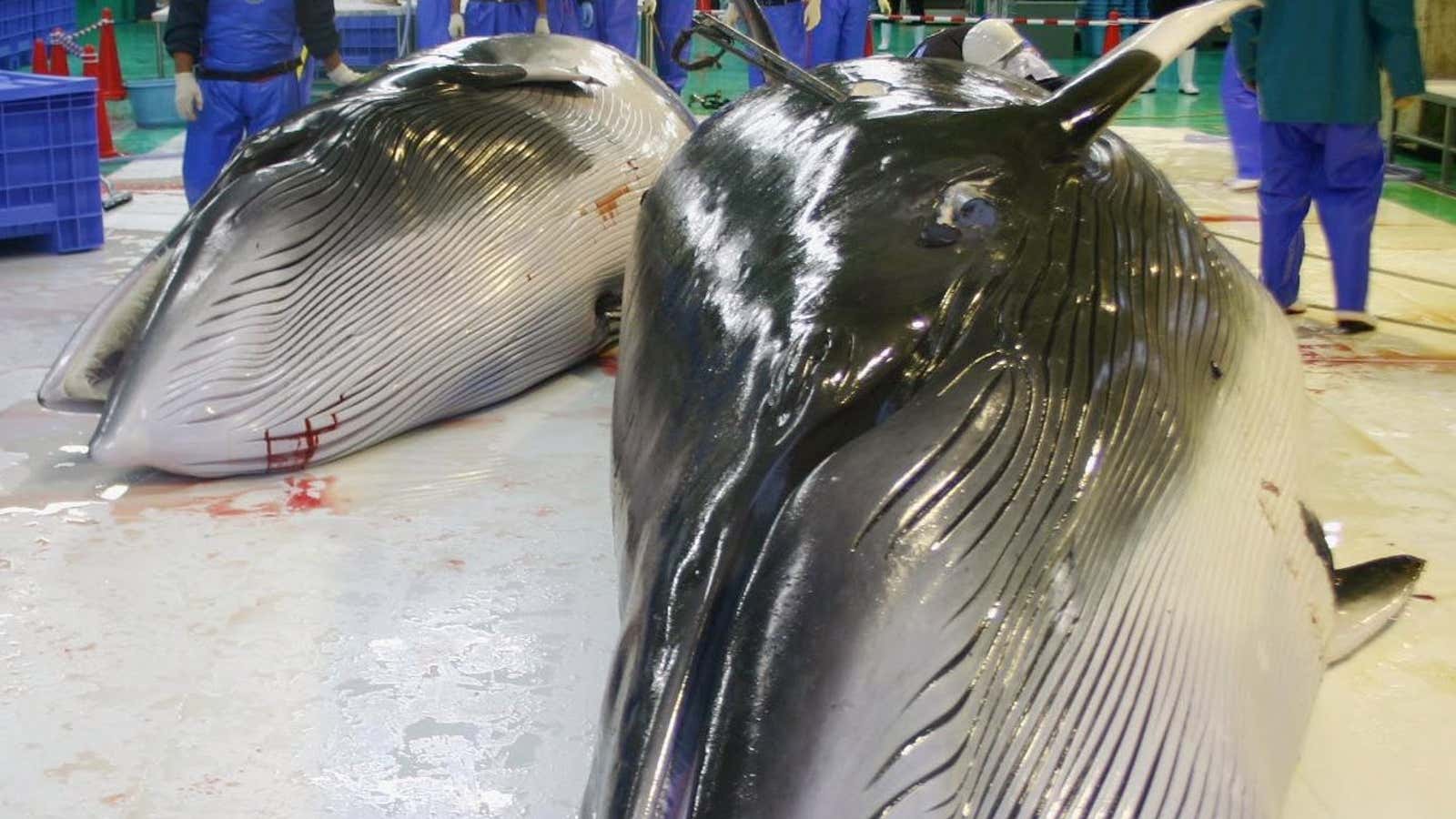 Japan killed 333 minke whales during the 2017-2018 season. Of them, 122 were pregnant females.