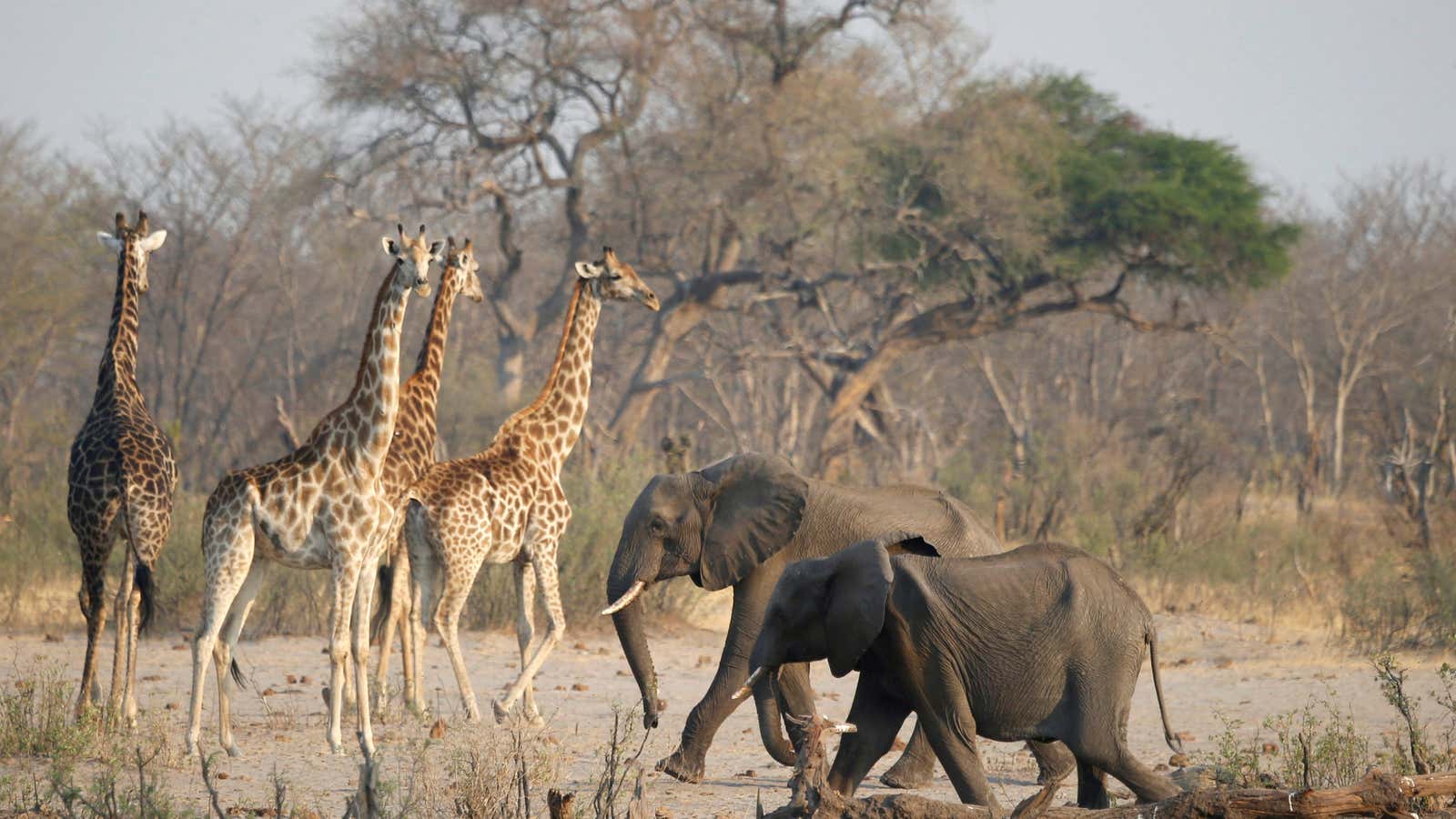 A group of elephants and giraffes walk near a watering hole inside Hwange National Park, in Zimbabwe