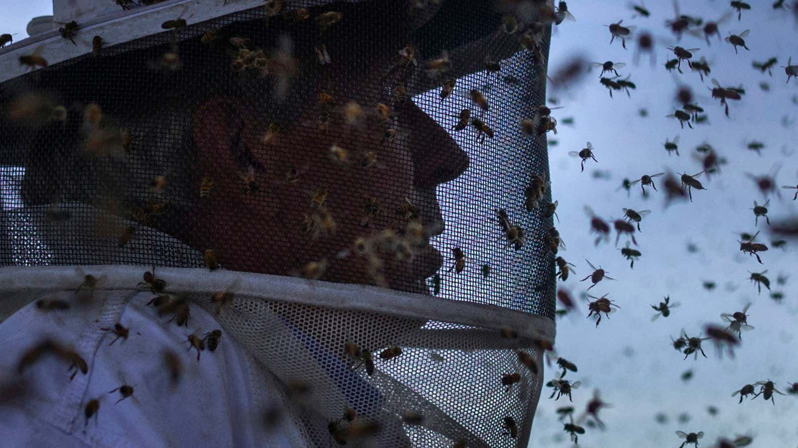 North American honey bees are under a new threat.