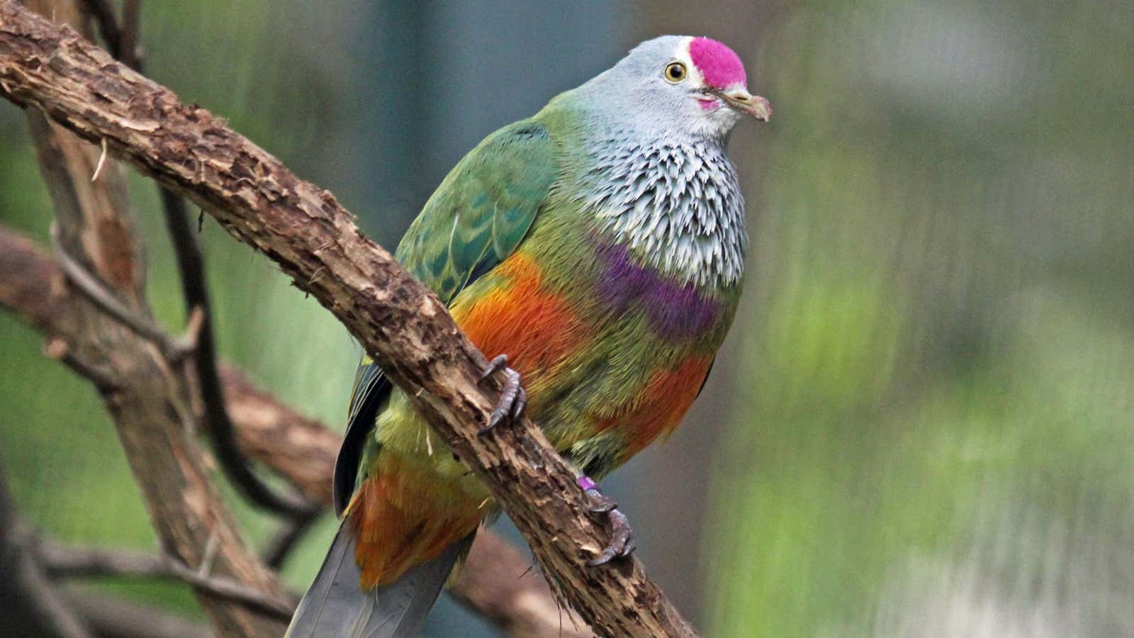 The Mariana fruit dove is native to Guam, but it can no longer be found there.