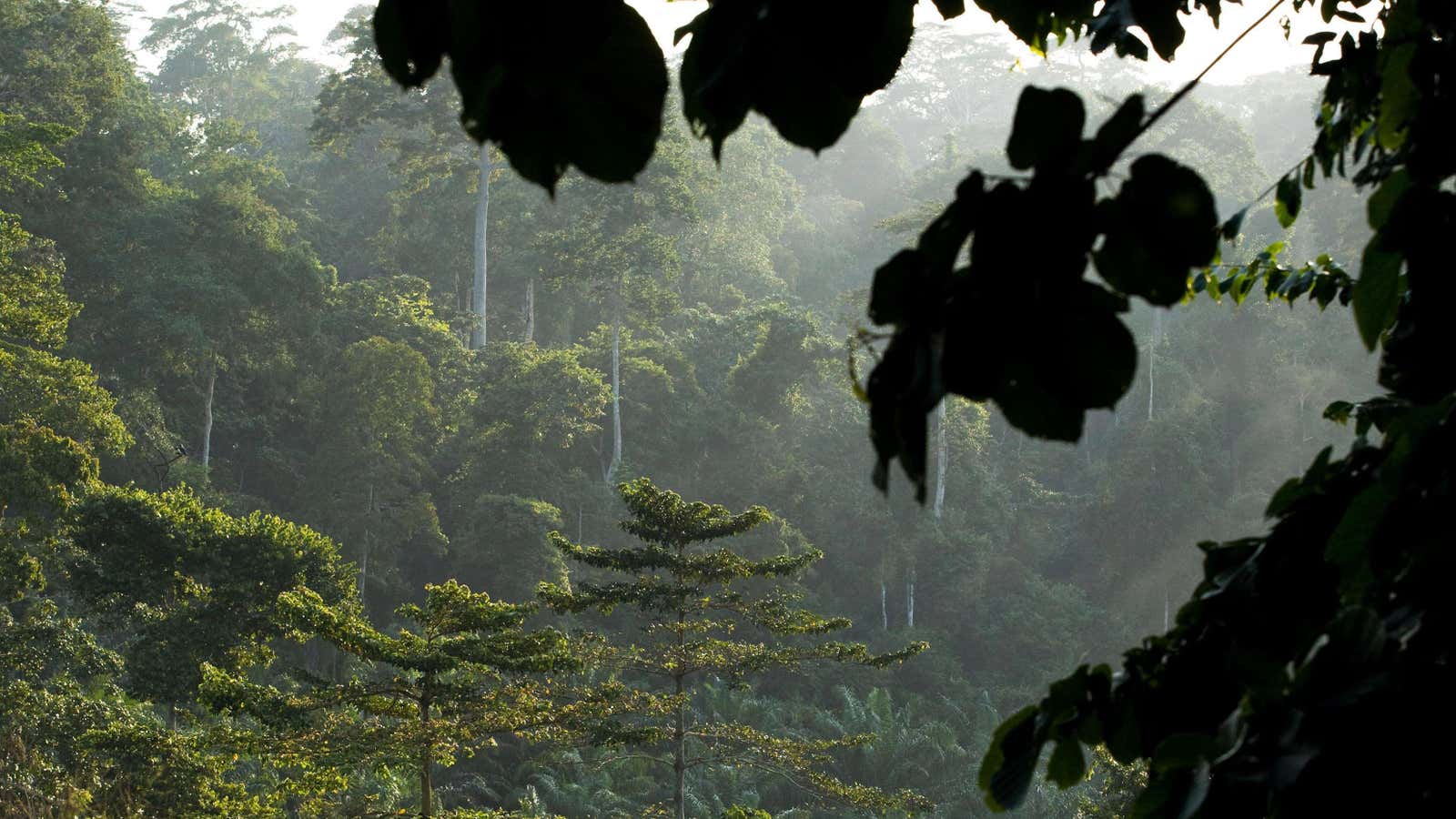 Ghana’s rainforests, like the Kakum National Park boast rare species of insects, birds and monkeys.
