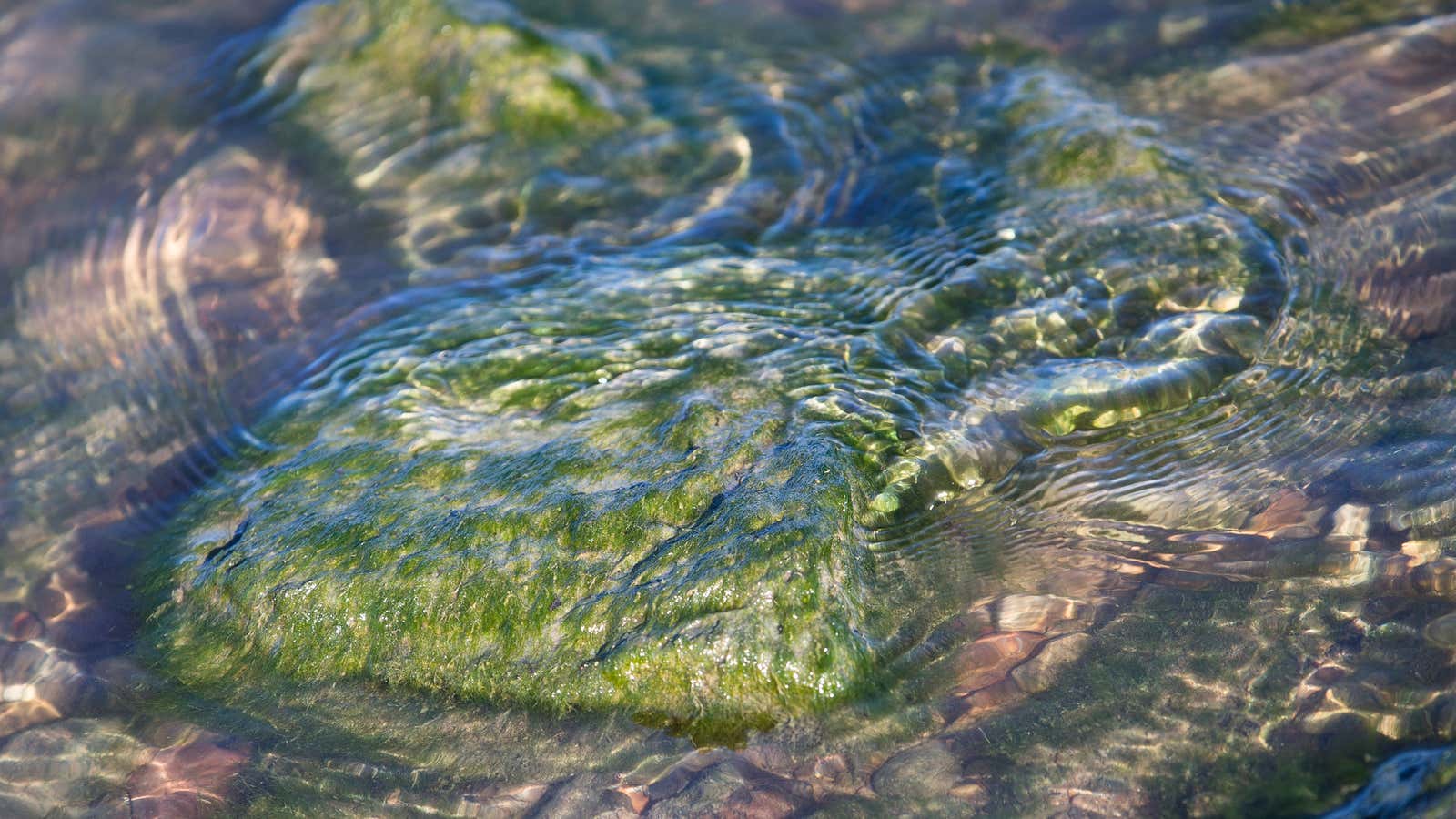 A toxic algae outbreak is invading the Ohio River.
